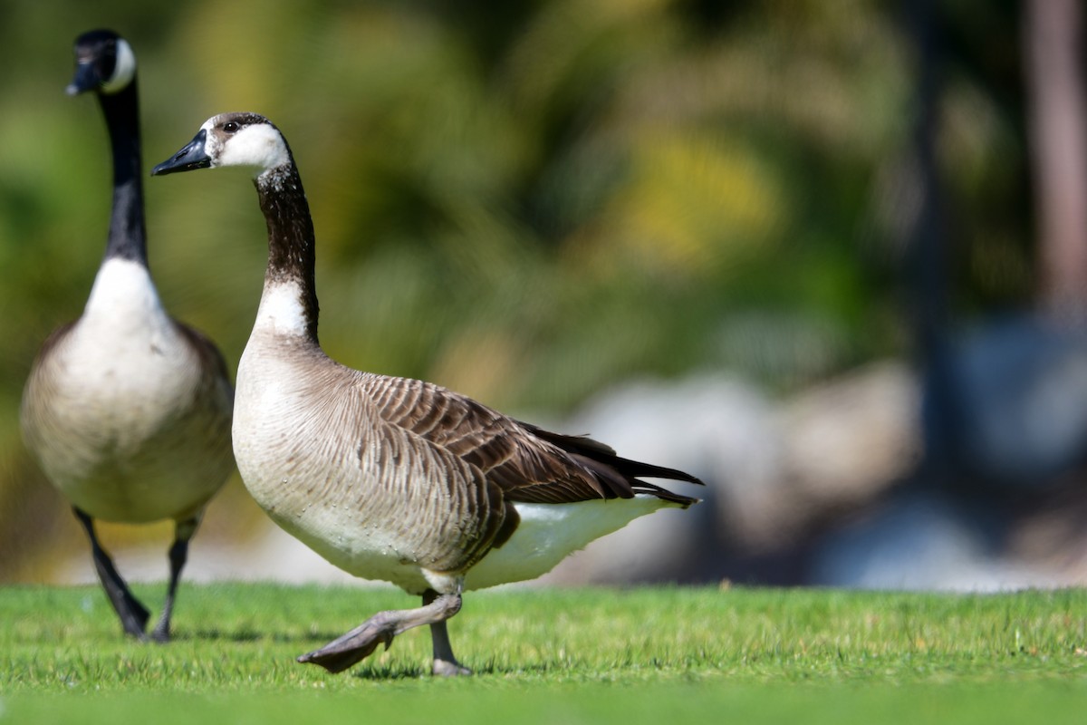 Domestic goose sp. x Canada Goose (hybrid) - ML573047181