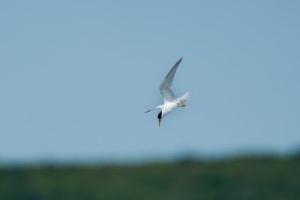 Least Tern - Eric Stone