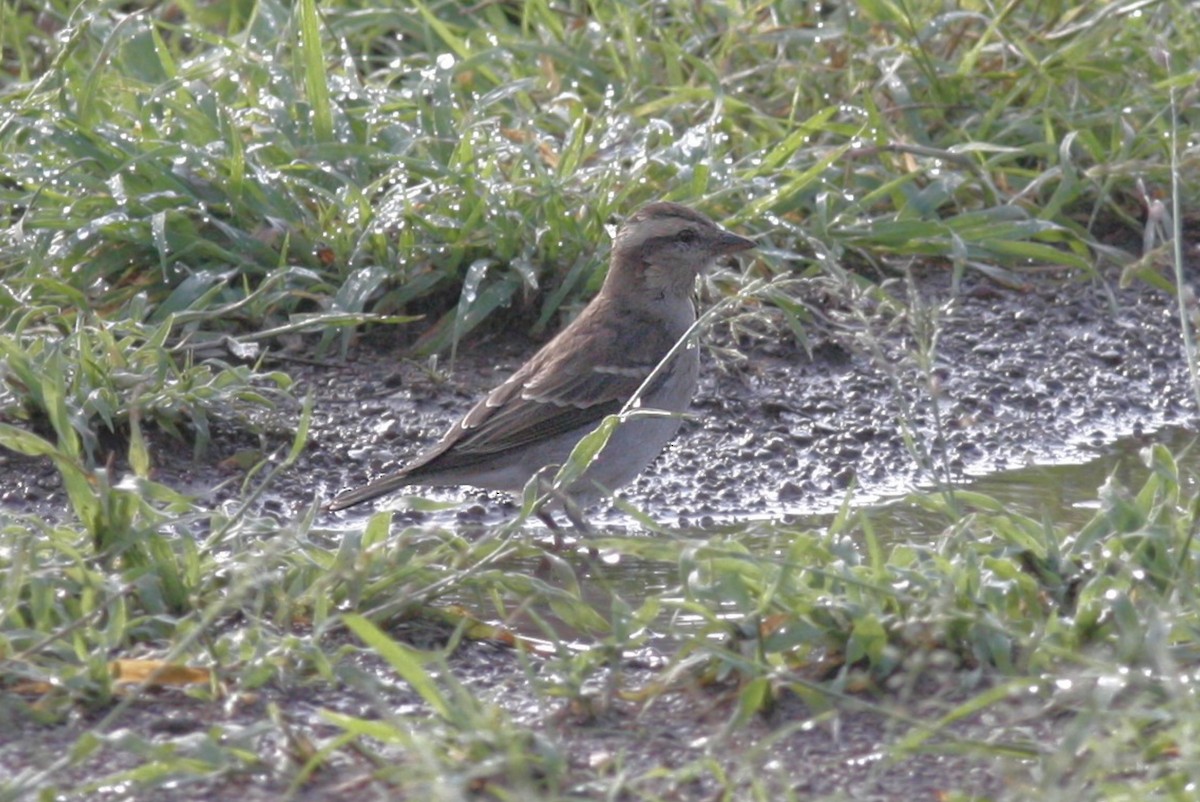 Yellow-throated Bush Sparrow - ML573050281