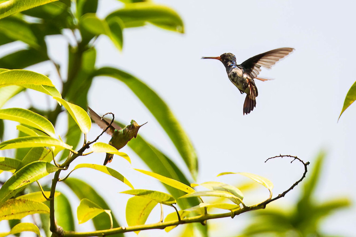 Tufted Coquette - Michael Ortner