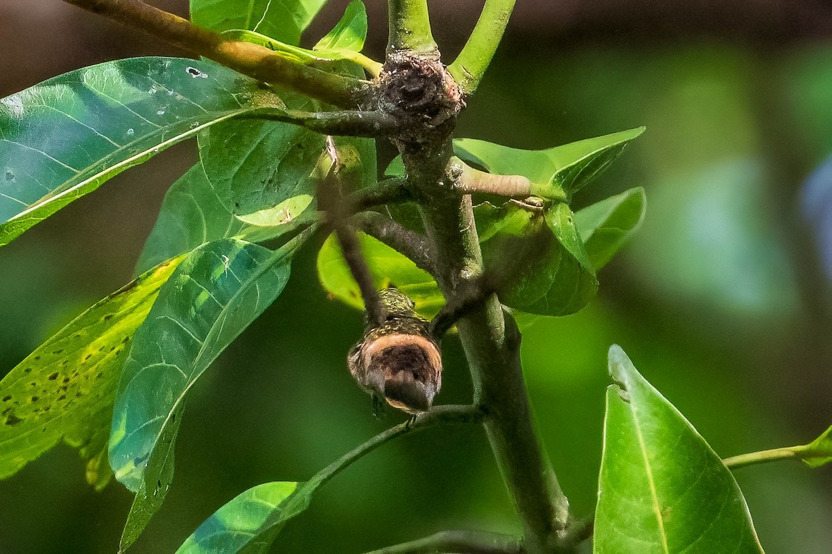 Tufted Coquette - Michael Ortner