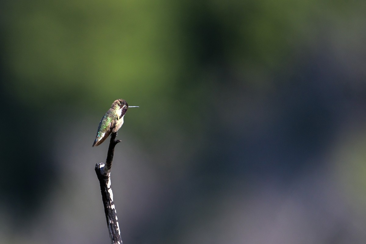 Colibrí de Costa - ML573052011