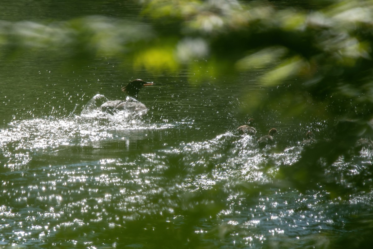 Common Merganser - ML573052111