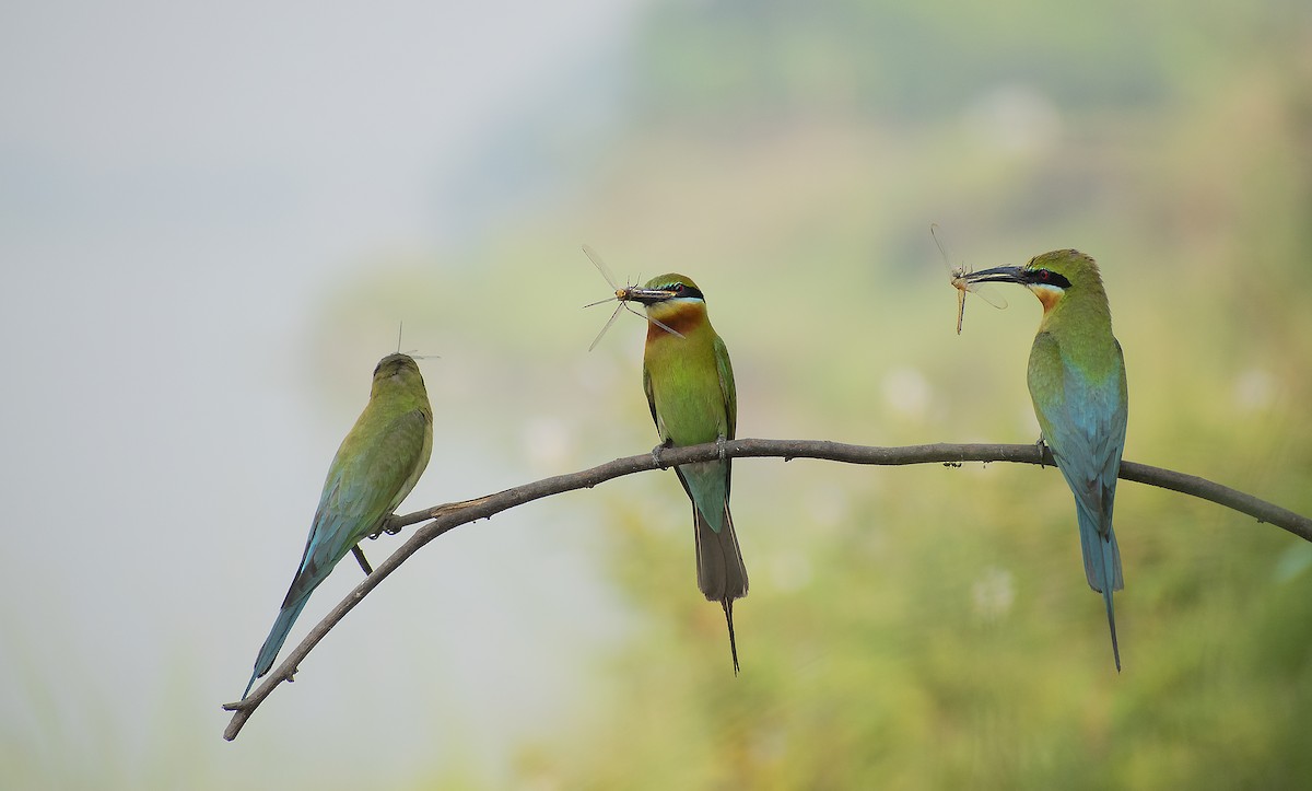 Blue-tailed Bee-eater - SAPTARSHI MUKHERJEE