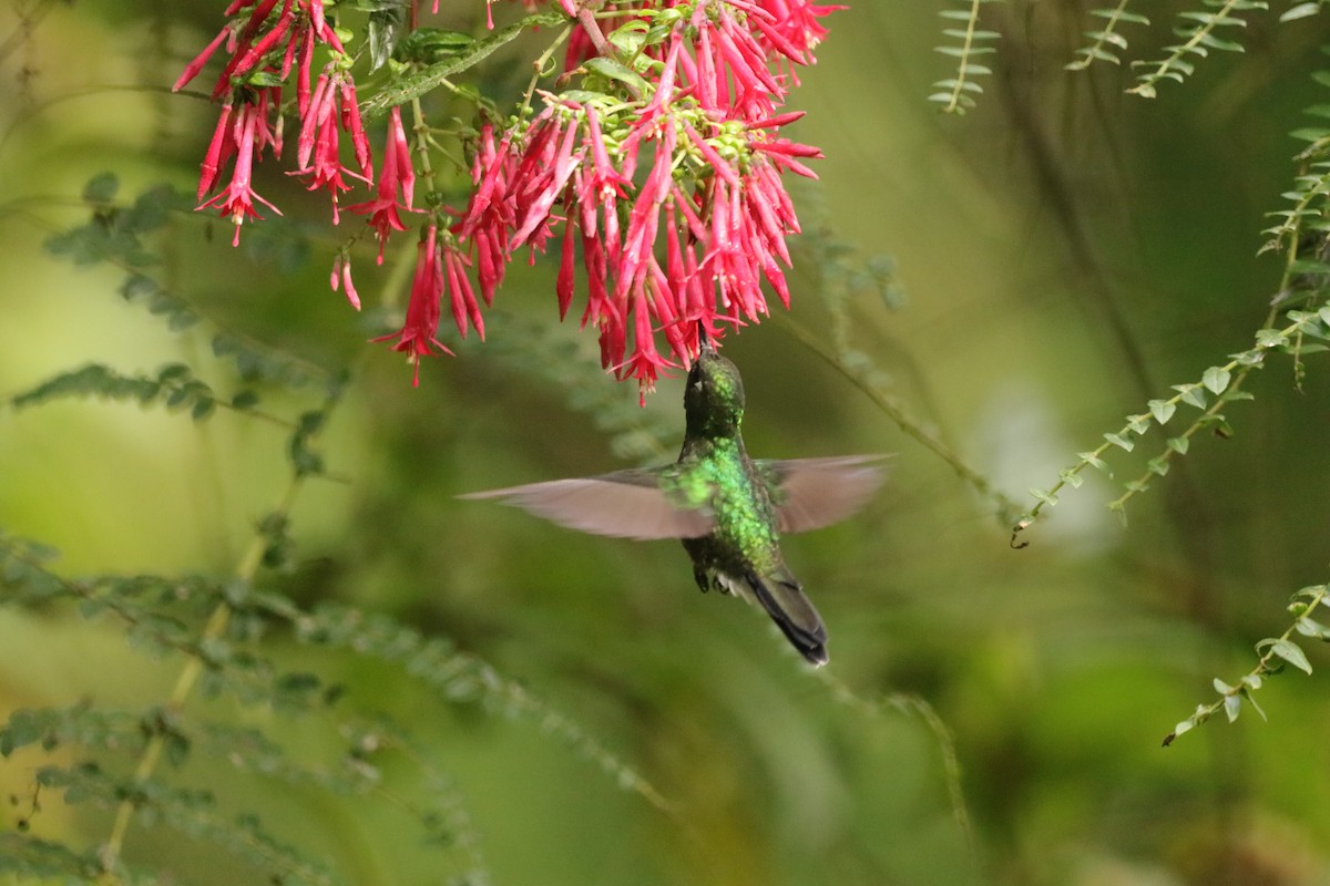 kolibřík turmalinový - ML573054801