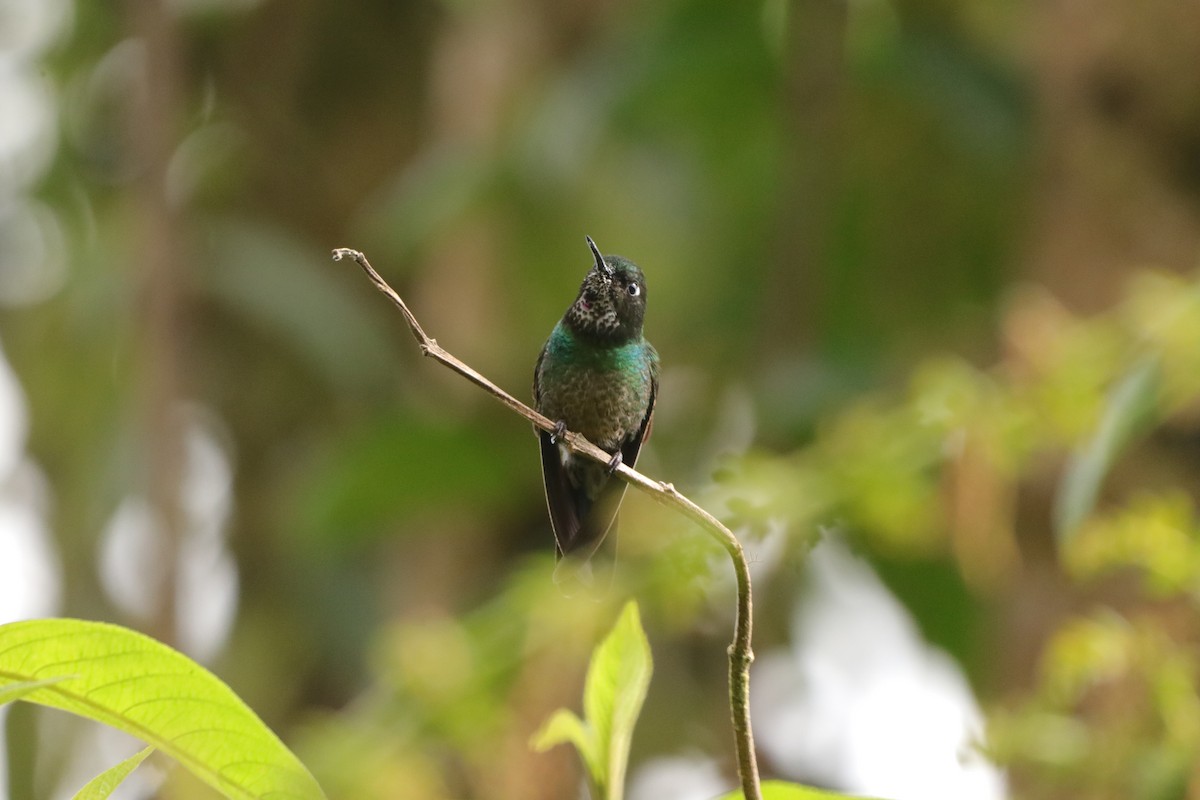 kolibřík turmalinový - ML573055321