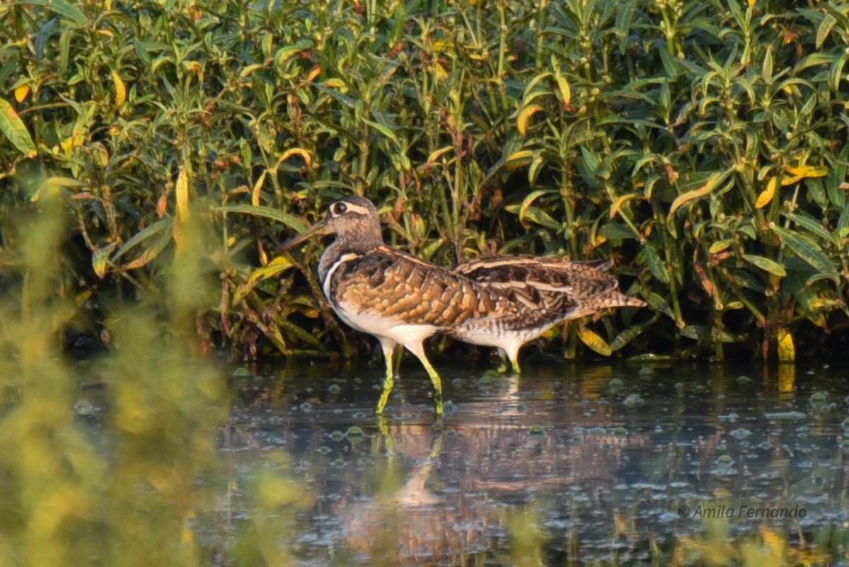 Greater Painted-Snipe - ML573055551