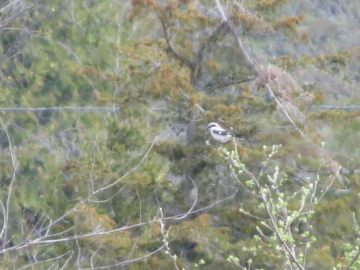 Loggerhead Shrike - ML57305591