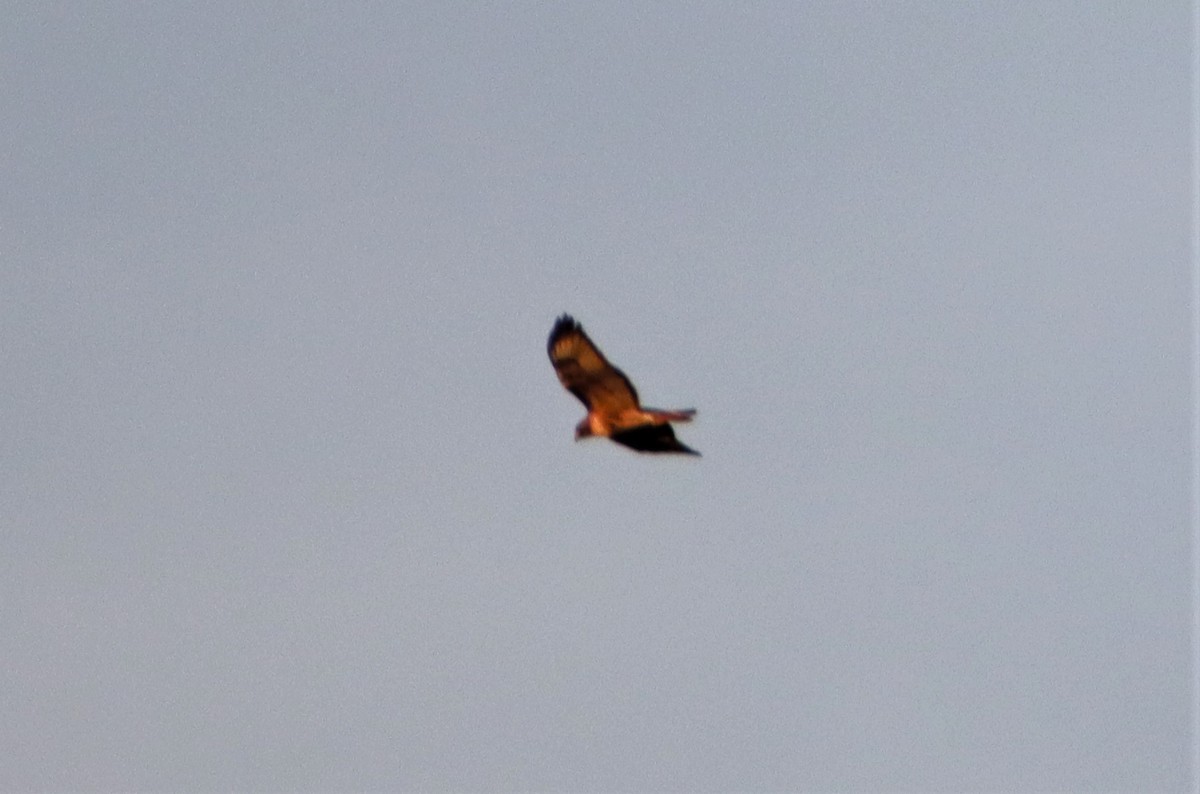 Red-tailed Hawk - ML573055991