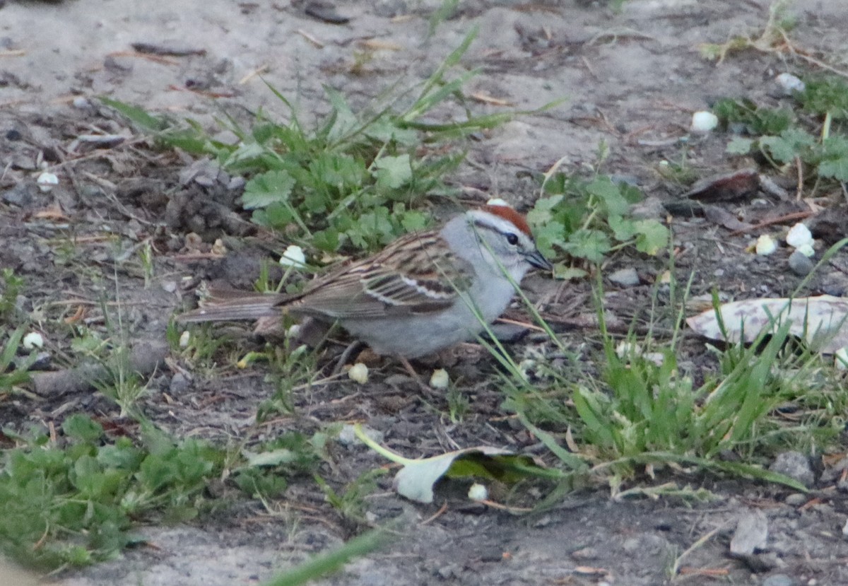 Chipping Sparrow - ML573056441
