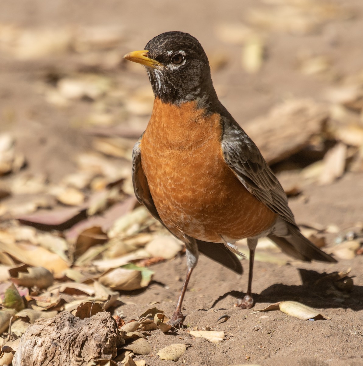 American Robin - ML573057411