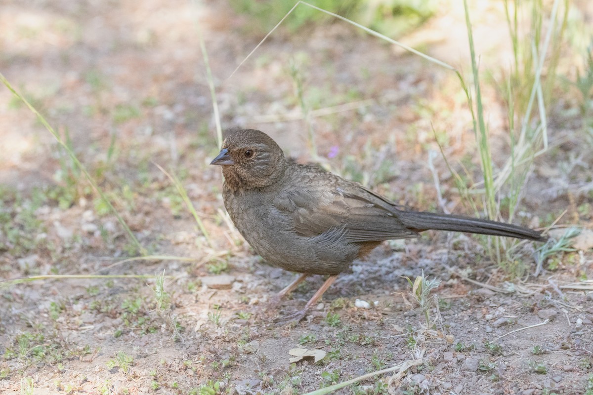 California Towhee - ML573057691