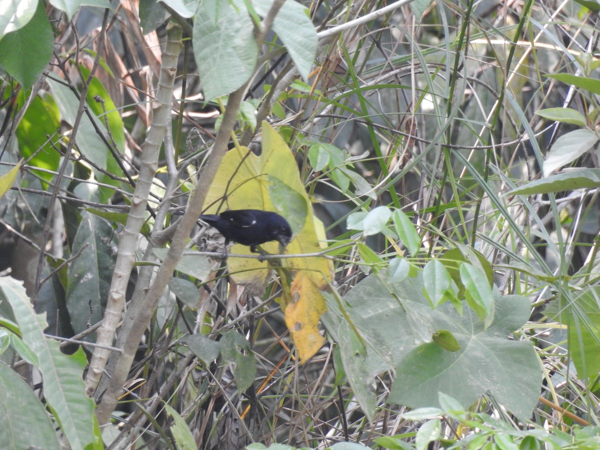 Variable Seedeater (Black) - ML573057801