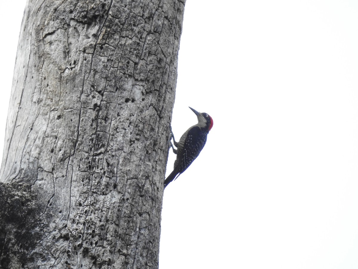 Black-cheeked Woodpecker - ML573058421