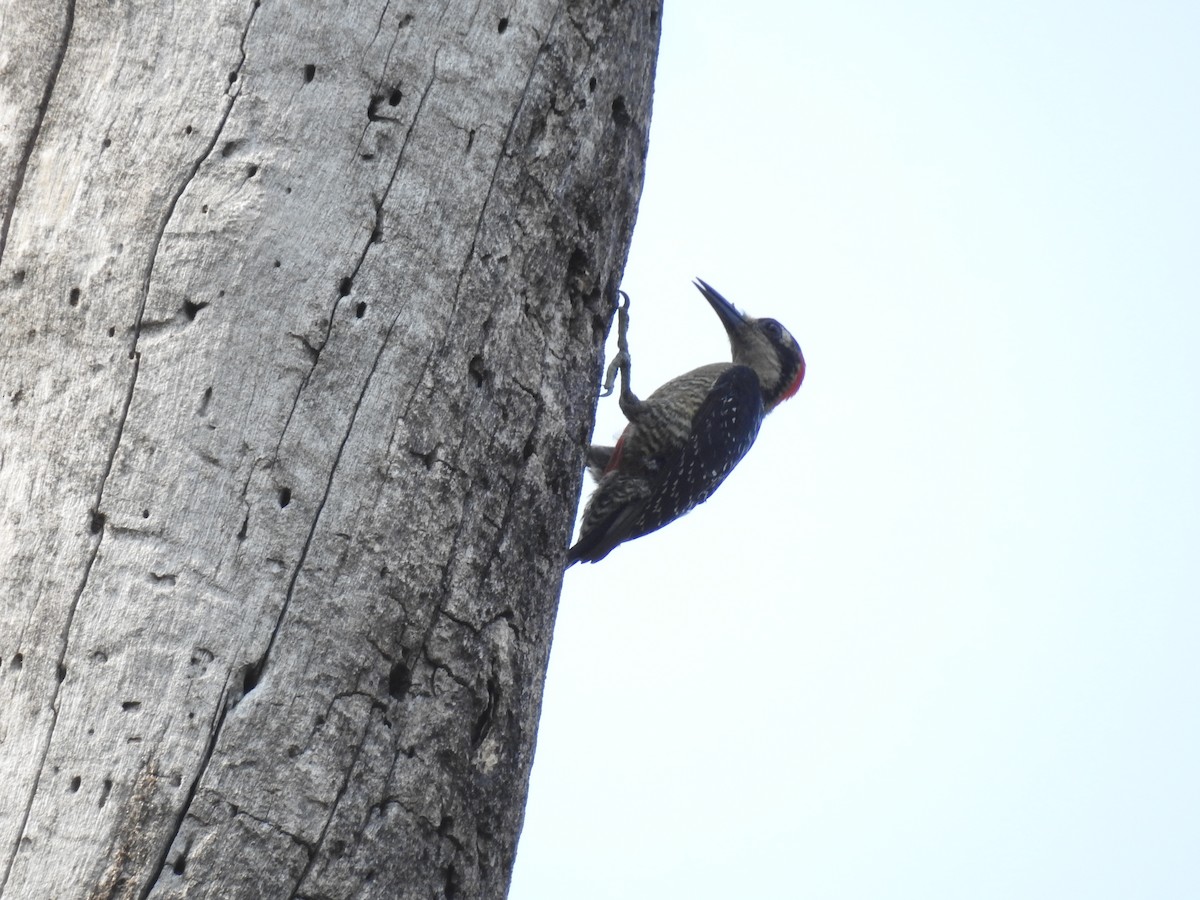 Black-cheeked Woodpecker - ML573058431