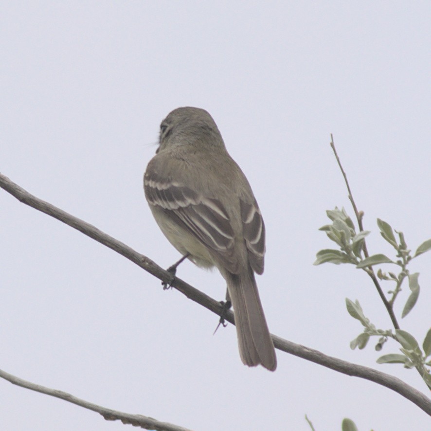 Empidonax sp. - ML573059281