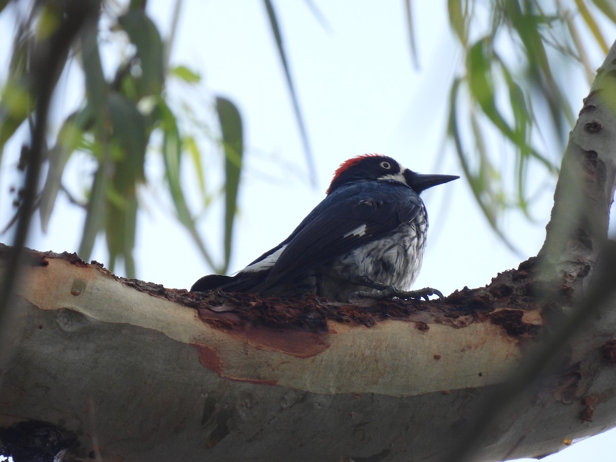 Acorn Woodpecker - ML573060131