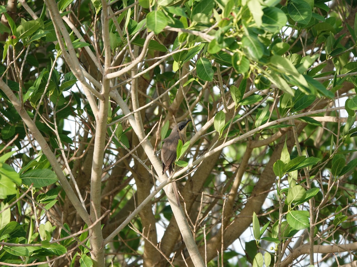 Mangrove Cuckoo - ML573060271