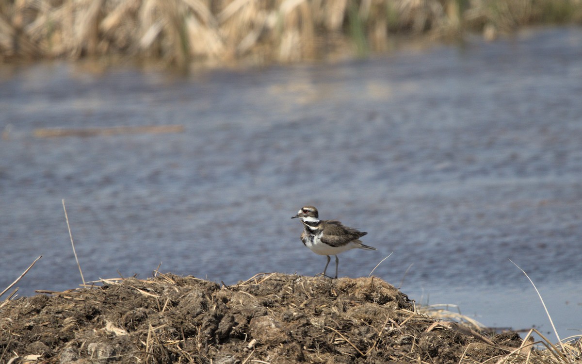 Killdeer - ML573060301