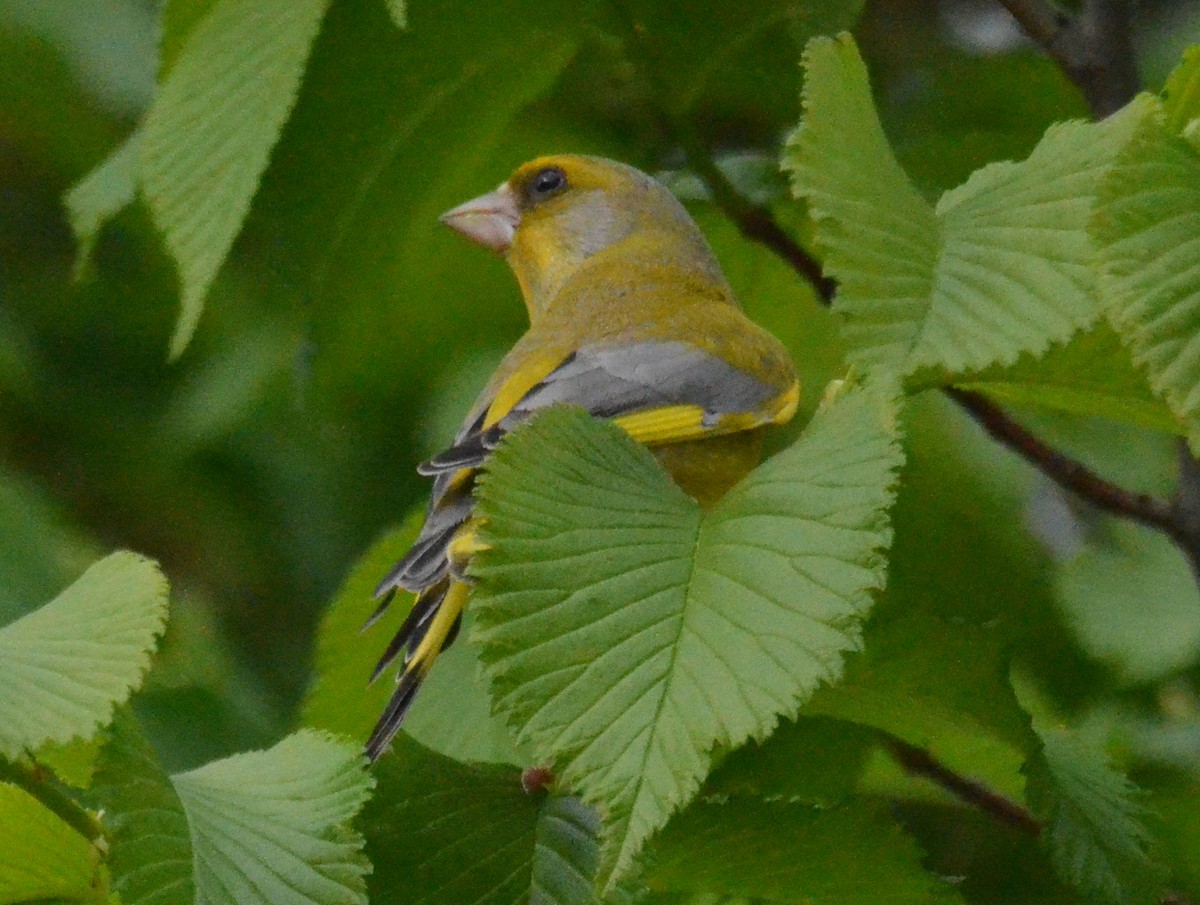 European Greenfinch - ML573060361