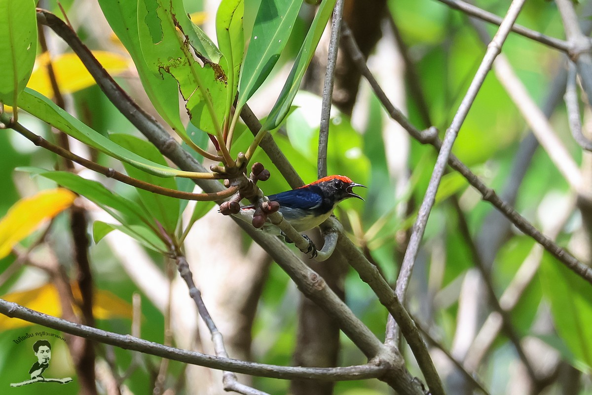 Scarlet-backed Flowerpecker - Akekachoke Buranaanun