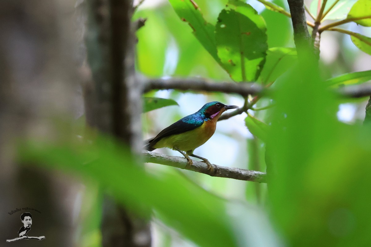 Ruby-cheeked Sunbird - ML573060831