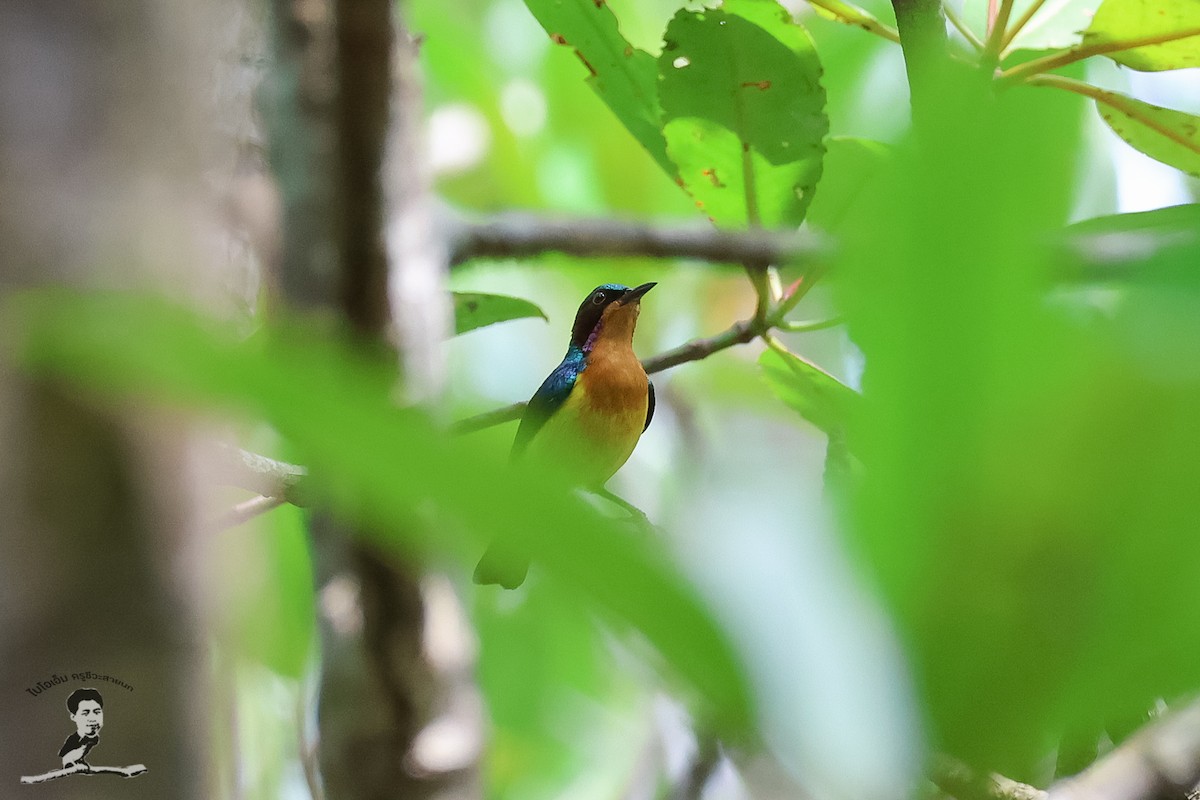 Ruby-cheeked Sunbird - ML573060841