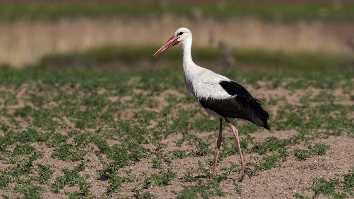 White Stork - Ogün Aydin