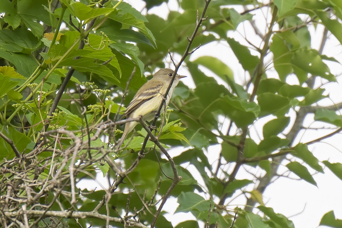 Willow Flycatcher - ML573061241