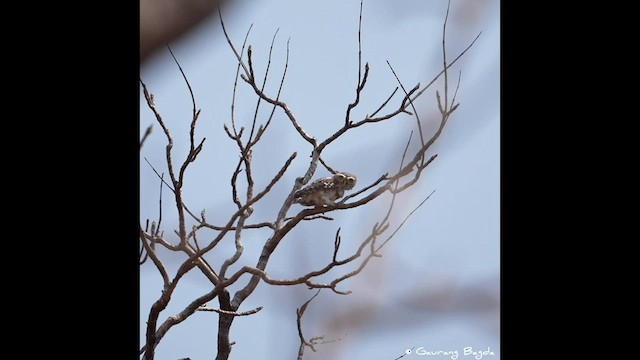 Forest Owlet - ML573065801