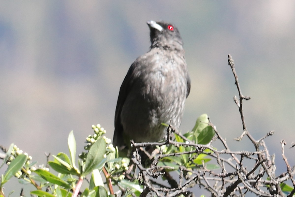 Red-crested Cotinga - Paúl Gonzáles Arce