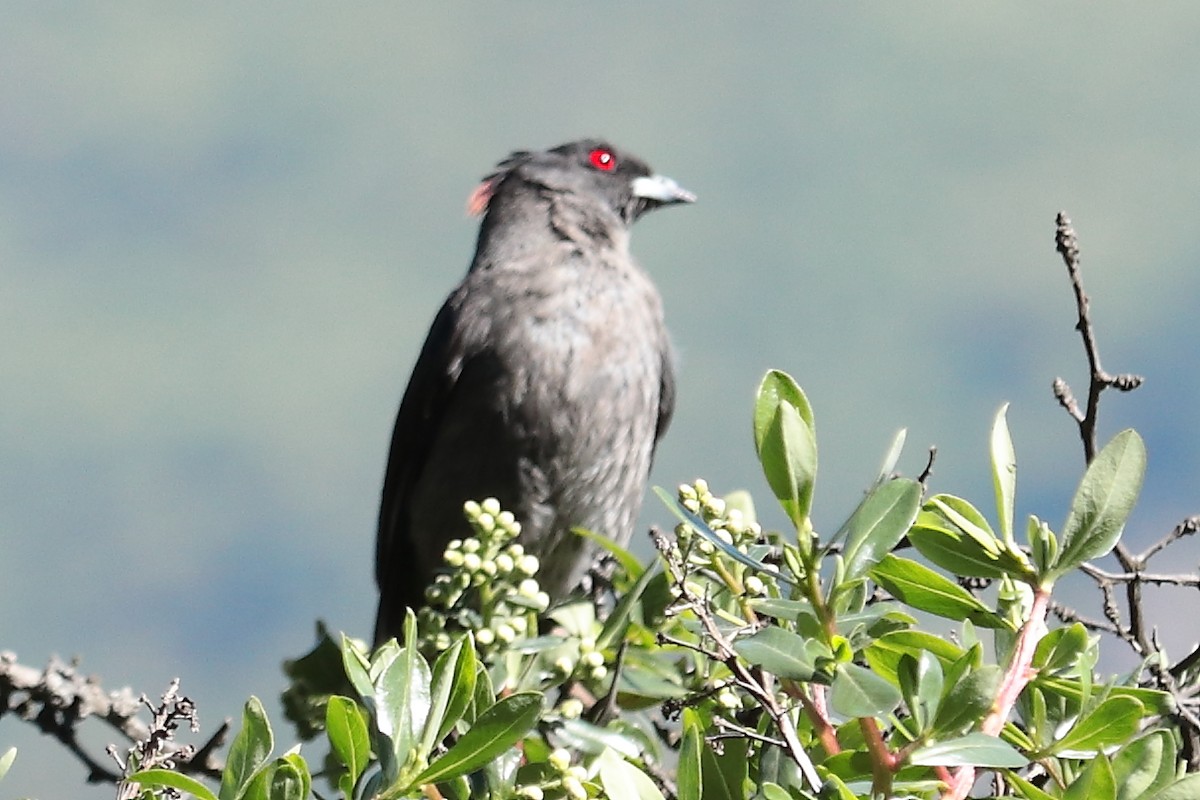 Red-crested Cotinga - Paúl Gonzáles Arce