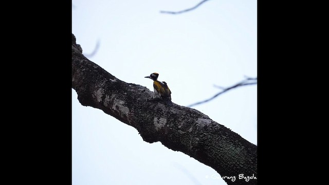 White-naped Woodpecker - ML573066741