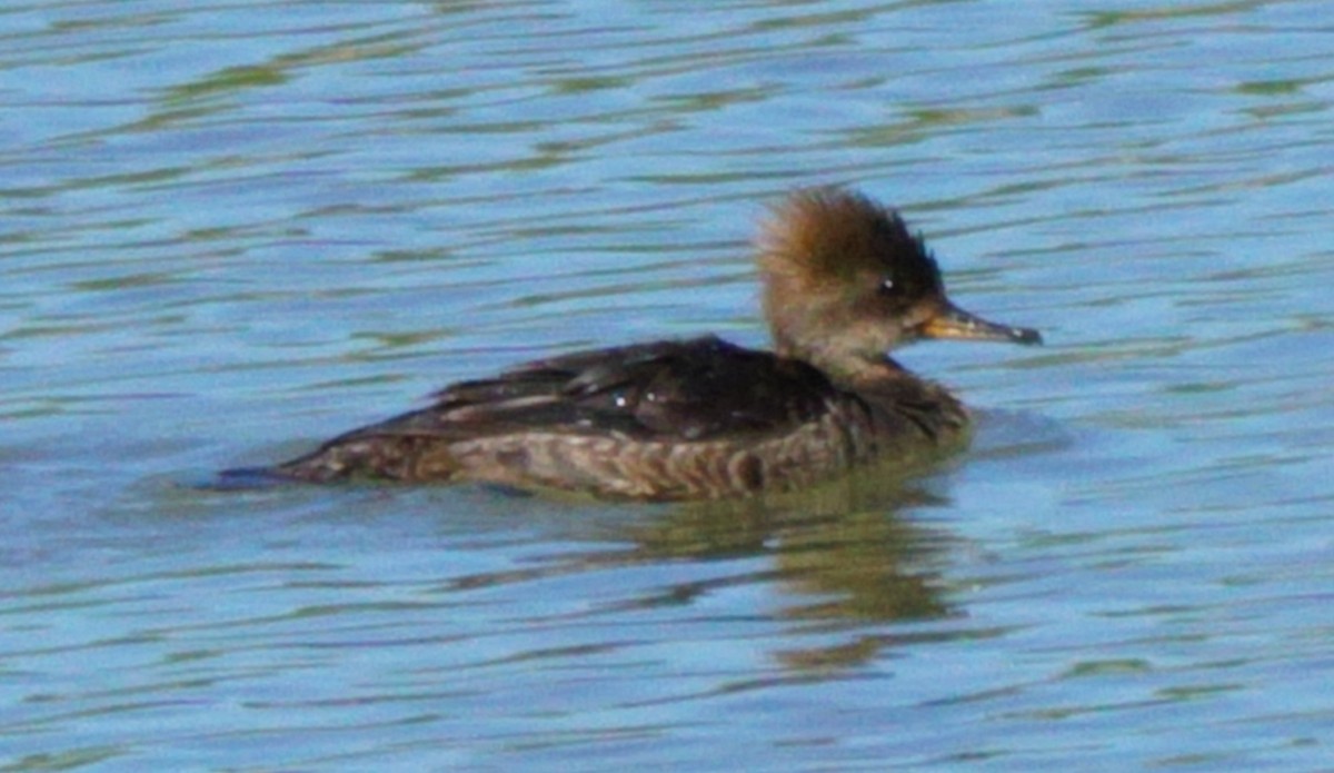 Hooded Merganser - Rose Marx