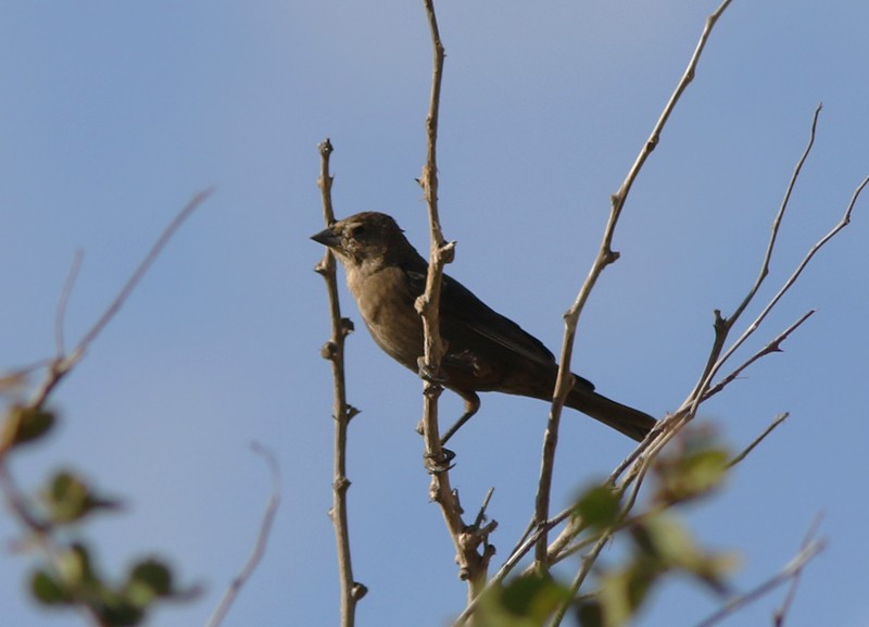 Brown-headed Cowbird - Amy McAndrews