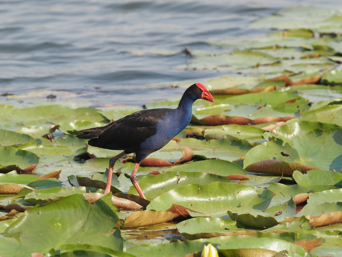 Australasian Swamphen - ML573068701