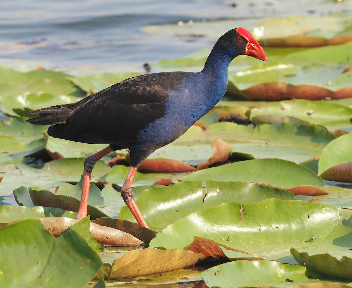 Australasian Swamphen - ML573068941