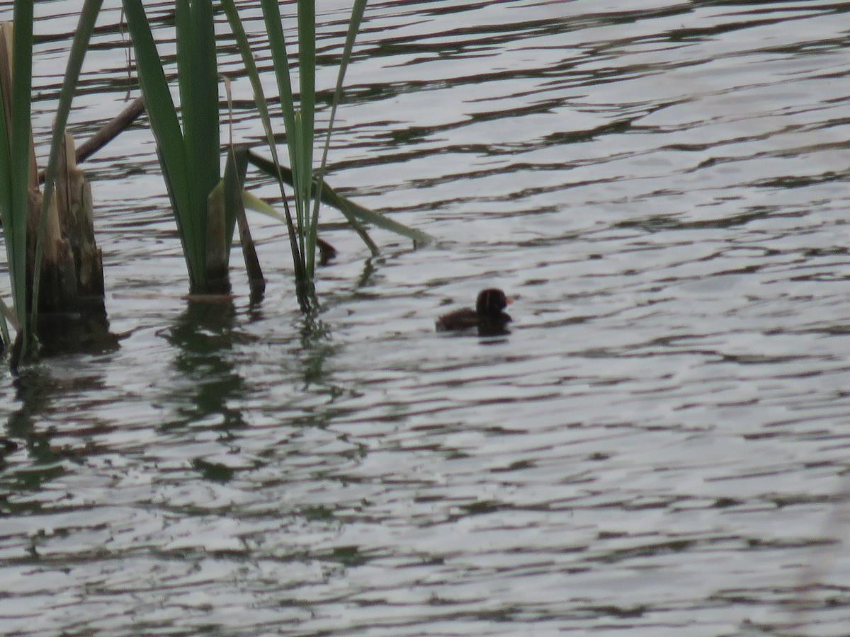 Little Grebe - ML57306901