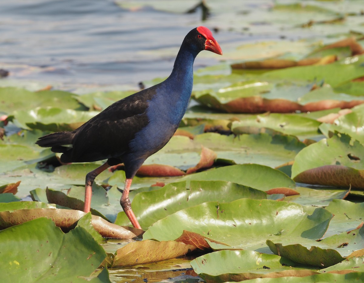 Australasian Swamphen - ML573069221