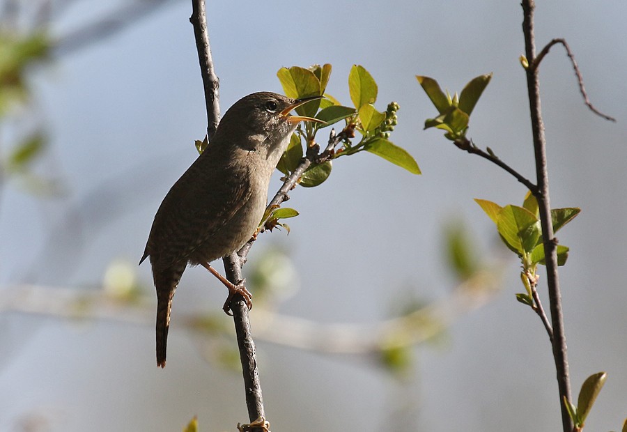 Northern House Wren - ML57307031