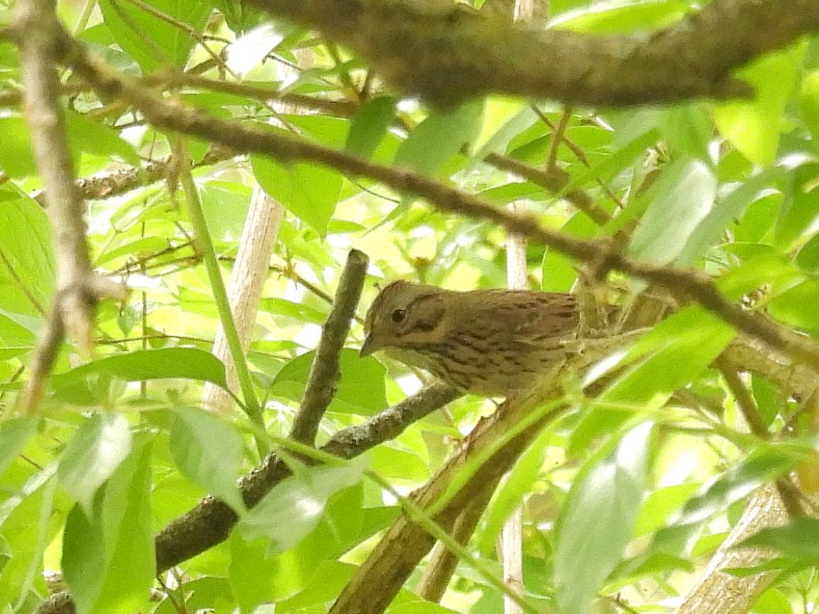 Lincoln's Sparrow - ML573071111