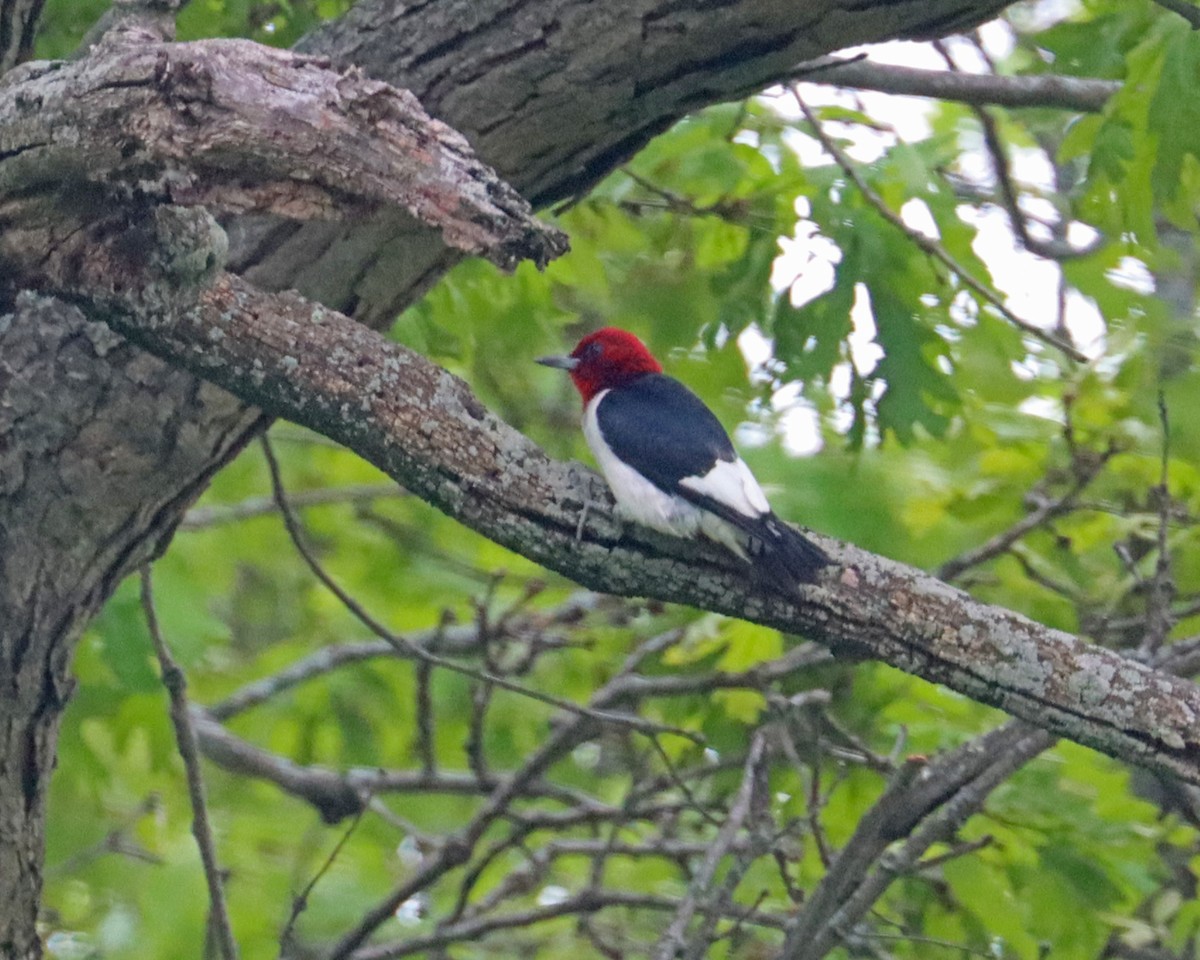 Red-headed Woodpecker - Dan Kempf