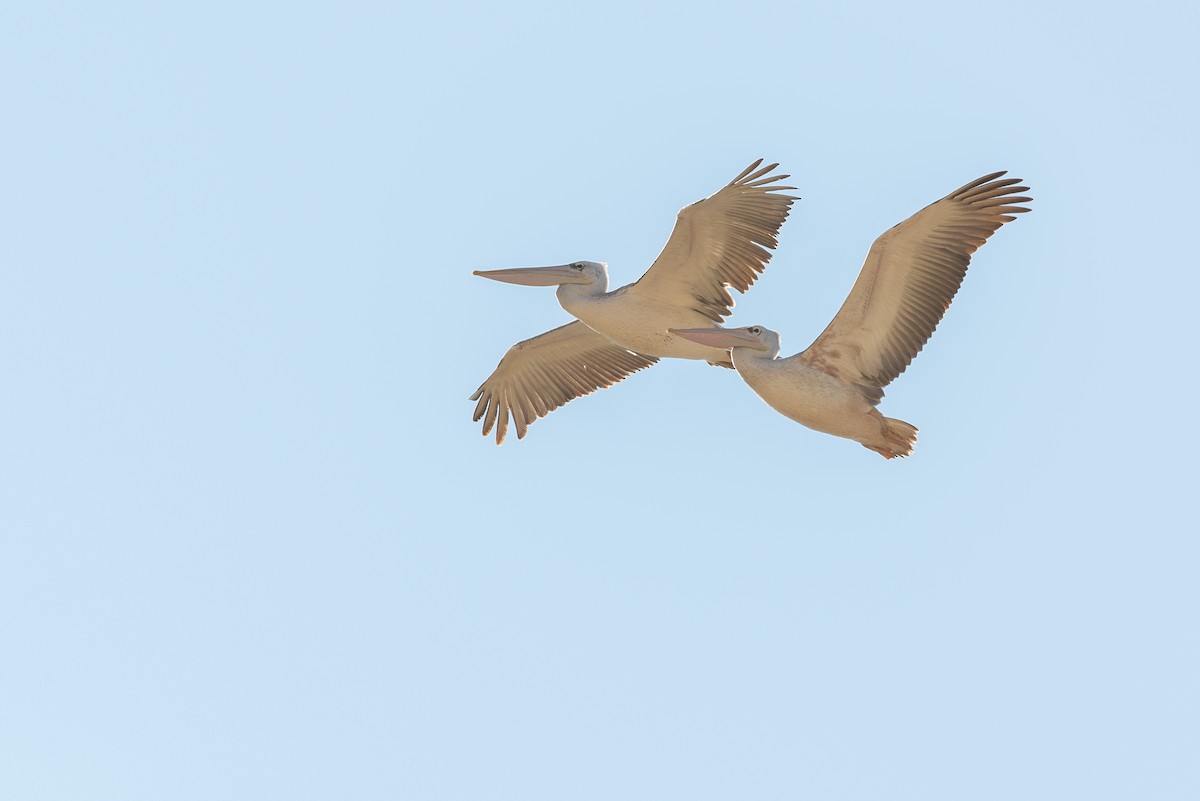 Pink-backed Pelican - John Missing