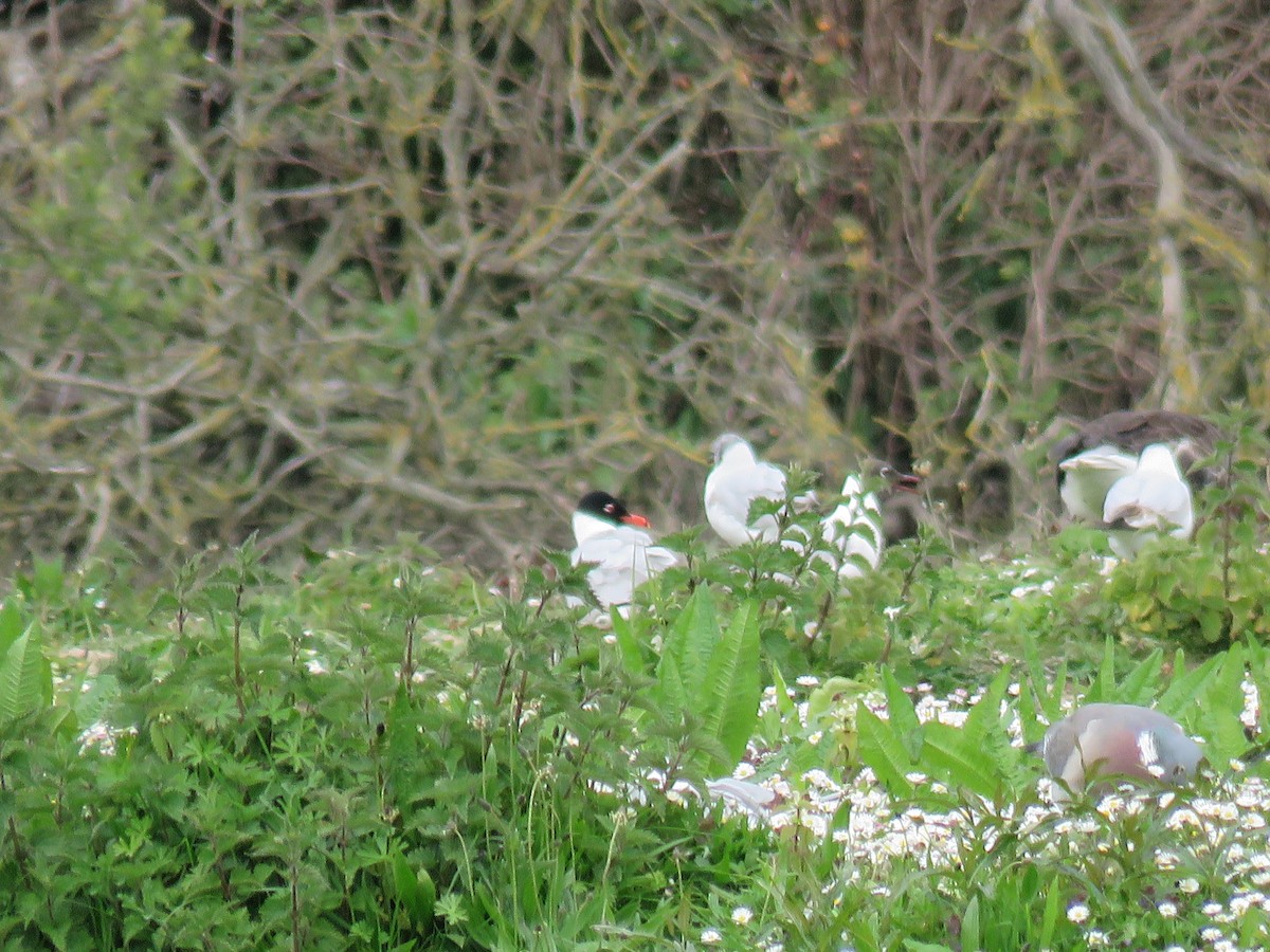 Mediterranean Gull - ML57307291