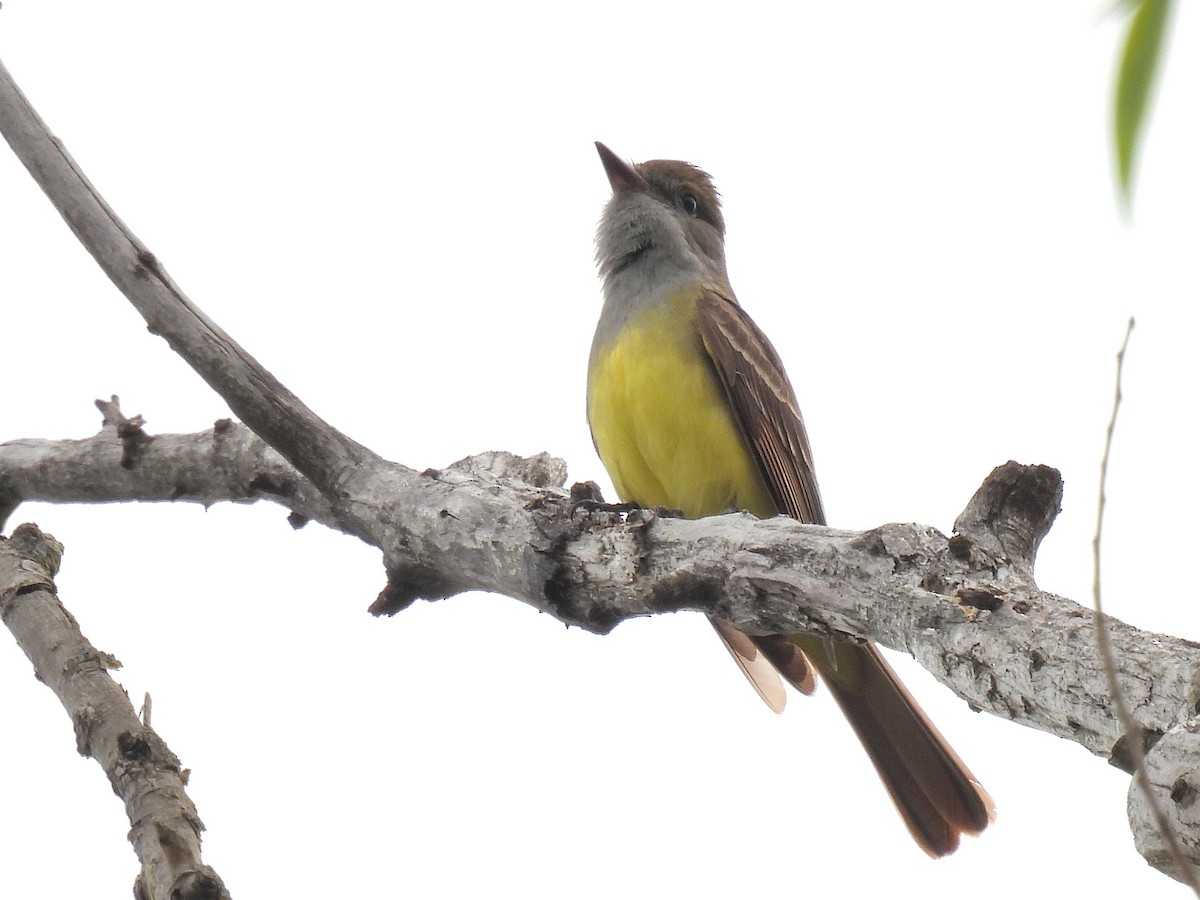 Great Crested Flycatcher - ML573073121