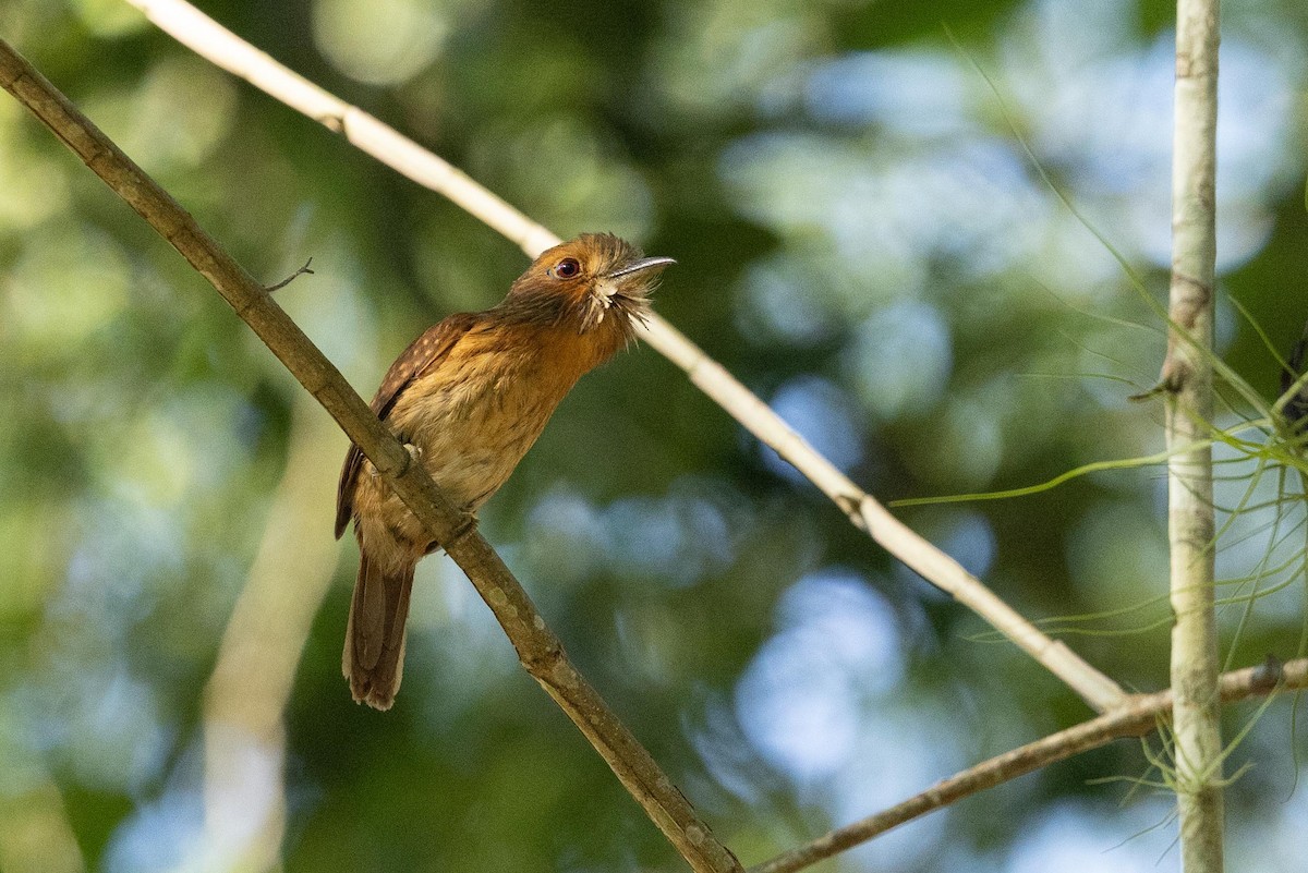 White-whiskered Puffbird - Eric VanderWerf