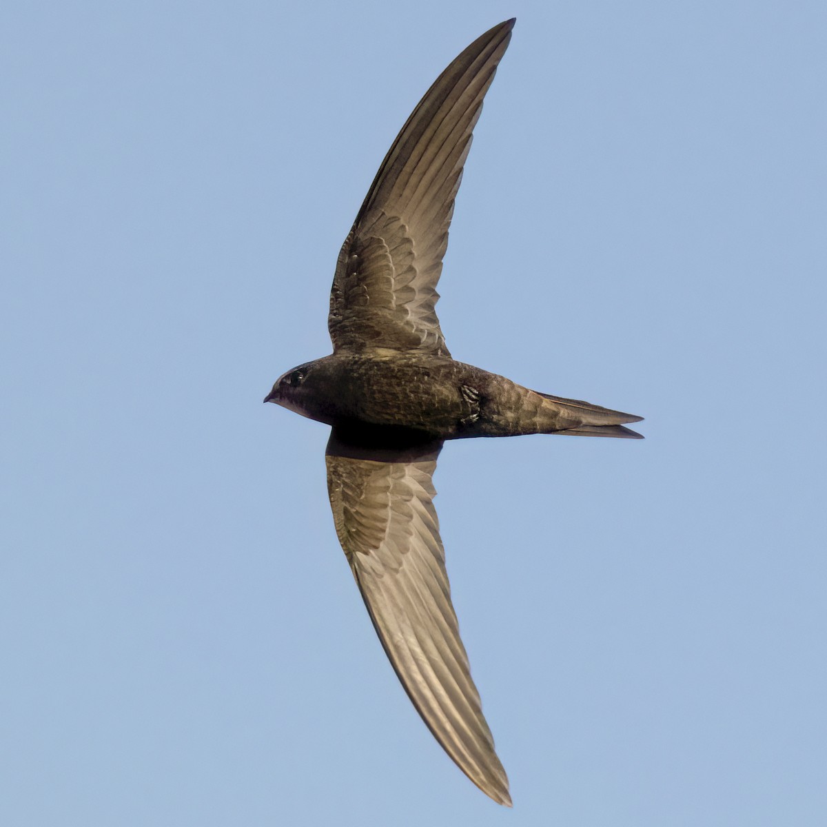 Common Swift - Kubilay Kaplan