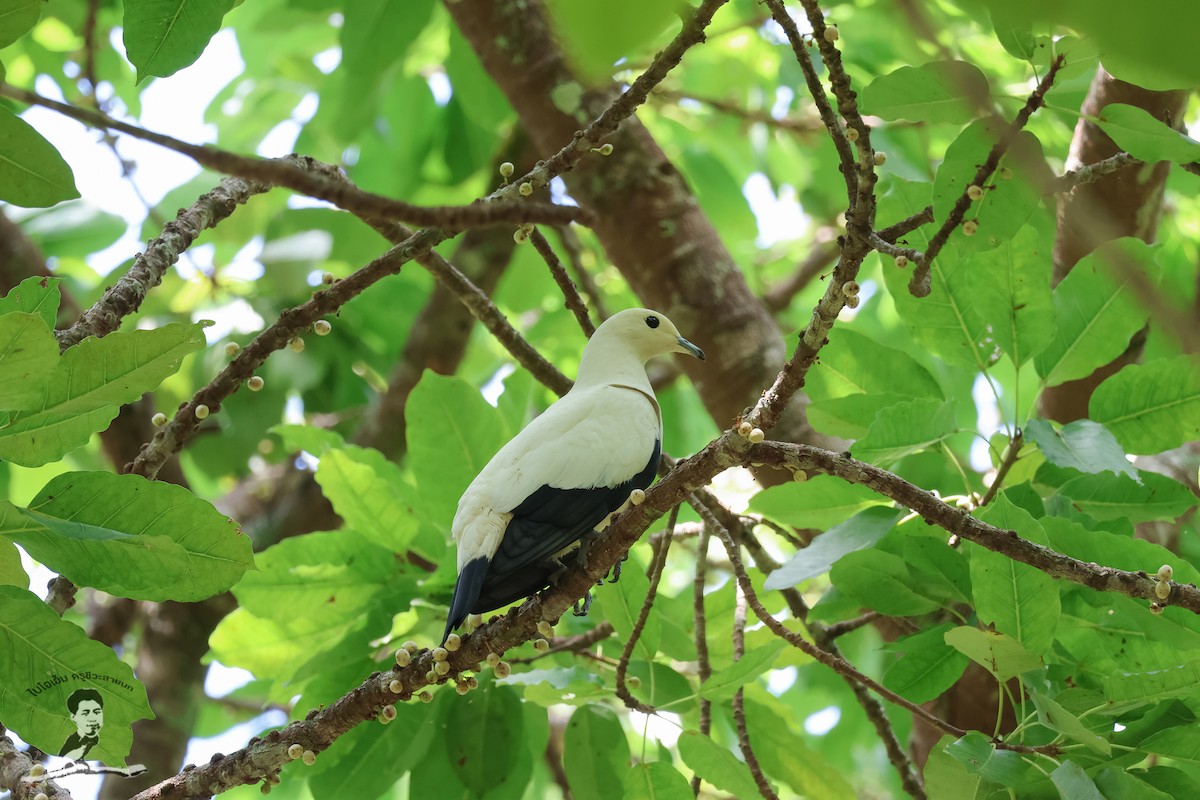 Pied Imperial-Pigeon - Akekachoke Buranaanun