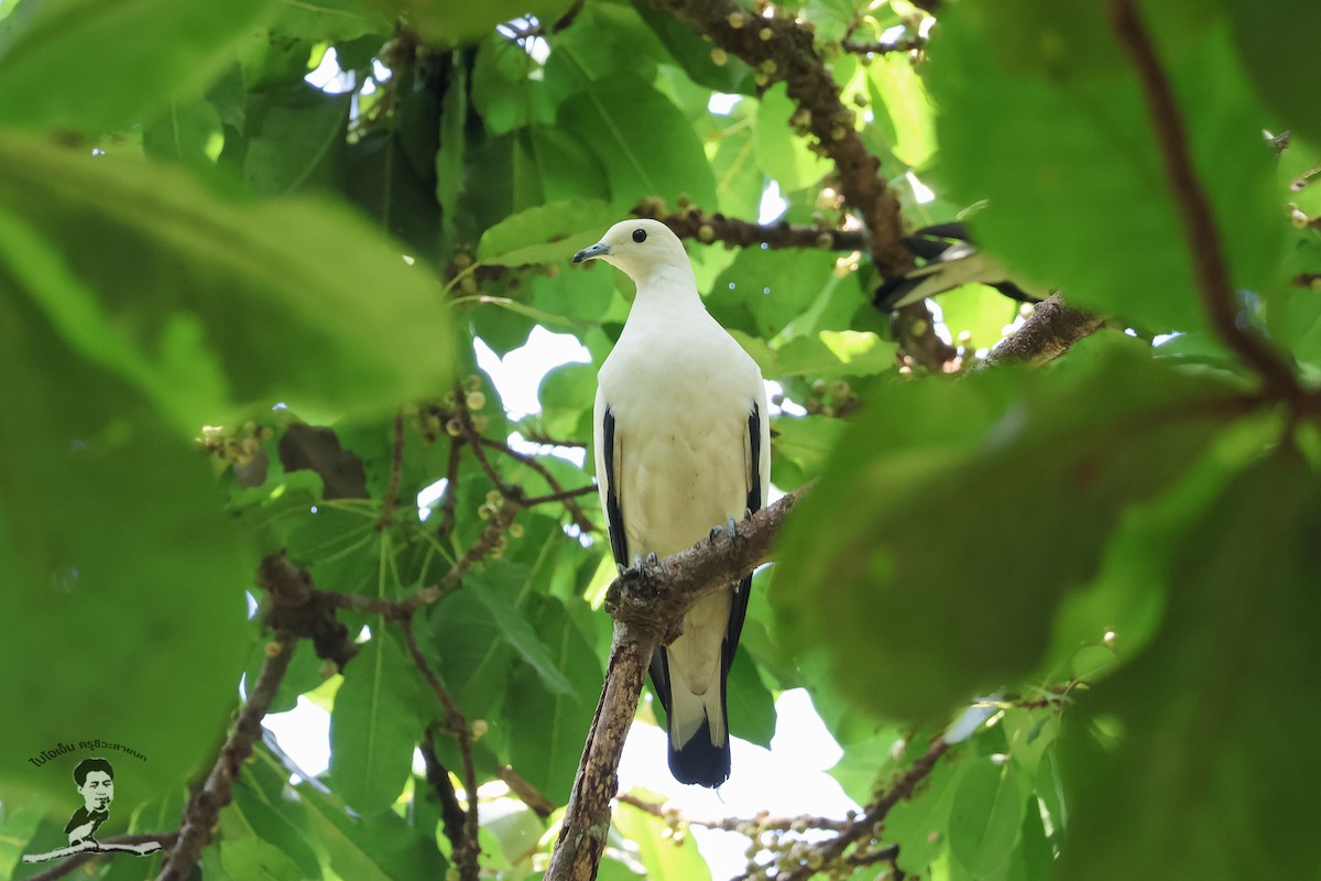 Pied Imperial-Pigeon - Akekachoke Buranaanun