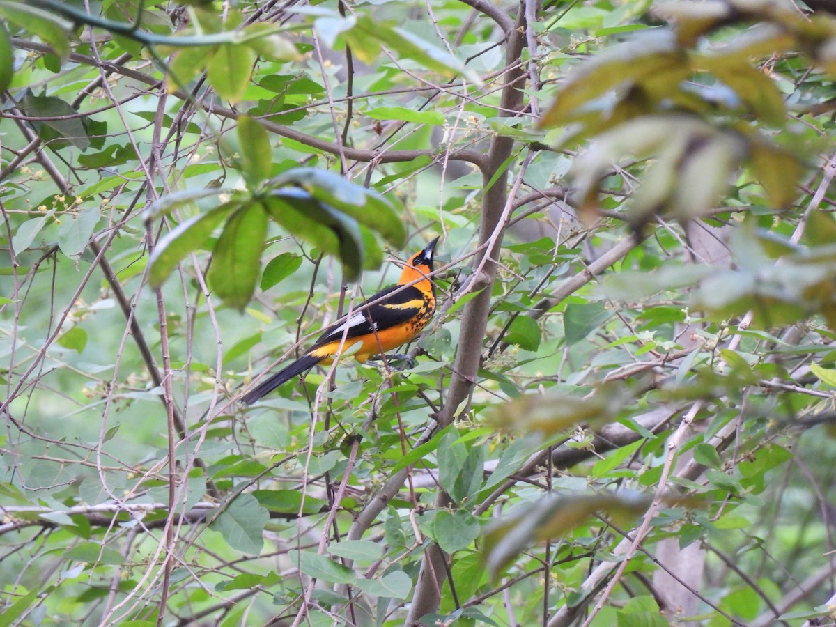 Spot-breasted Oriole - ML573074061